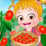 صورة Baby Hazel Tomato Farming